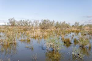 Réserve Naturelle Régionale du Scamandre