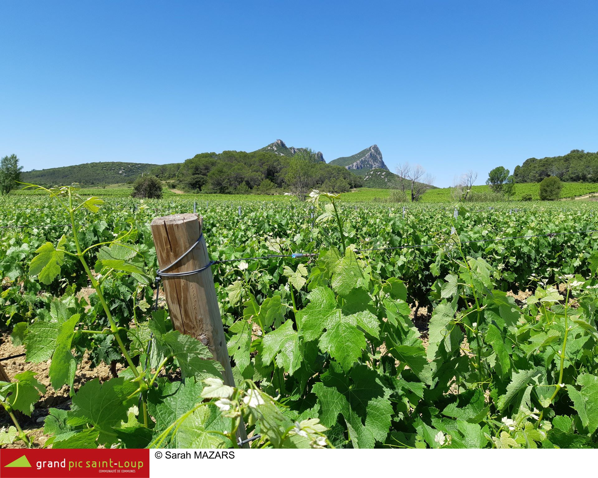 Vignes au premier plan et le Pic Saint Loup au loin