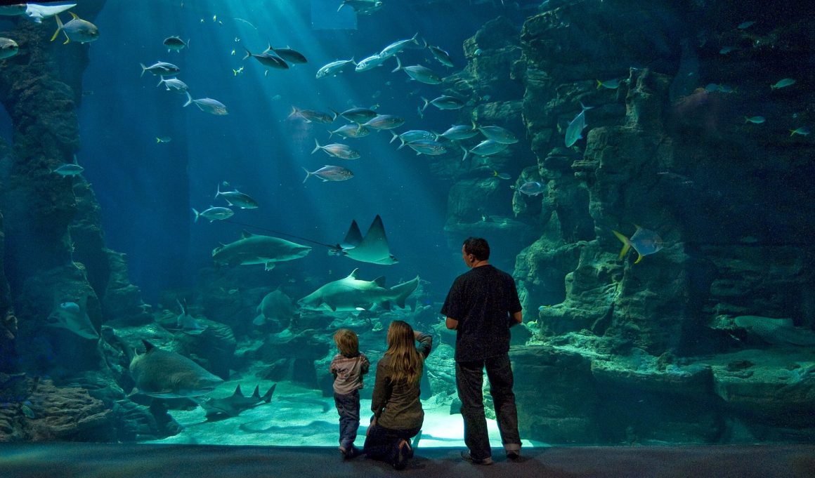 Famille au théâtre de l'océan à l'aquarium Planet Océan à Montpellier