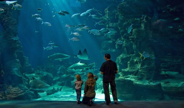 Famille au théâtre de l'océan à l'aquarium Planet Océan à Montpellier