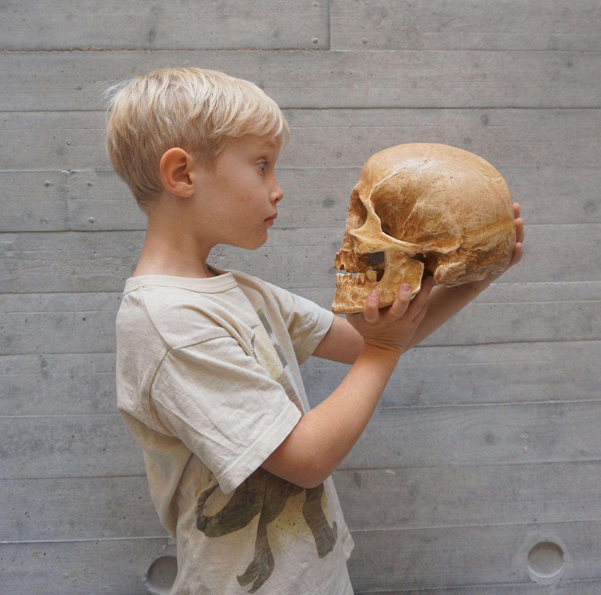 Musée de Lodève enfant qui regarde un squelette