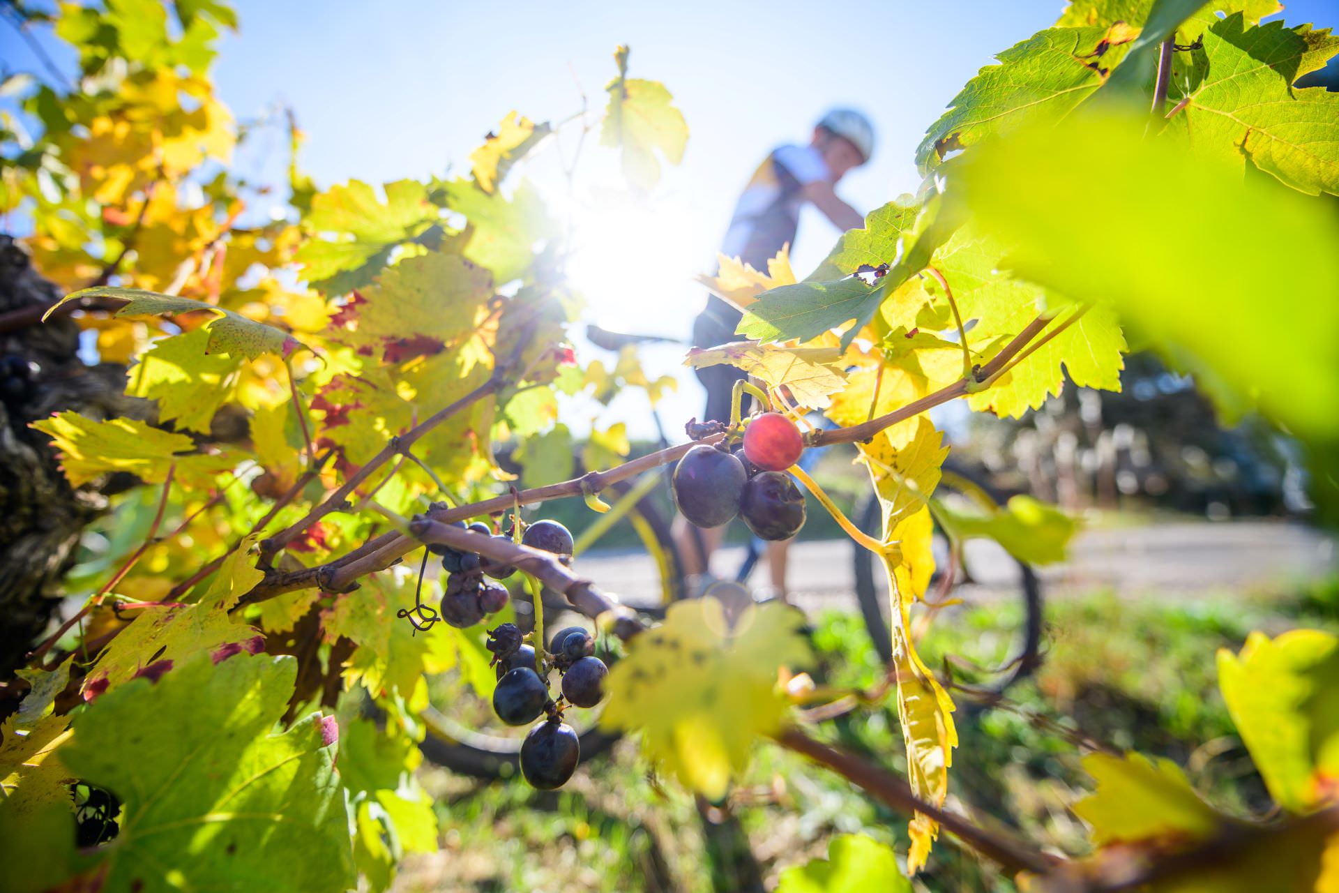 Vélo et Vignoble d'Aniane