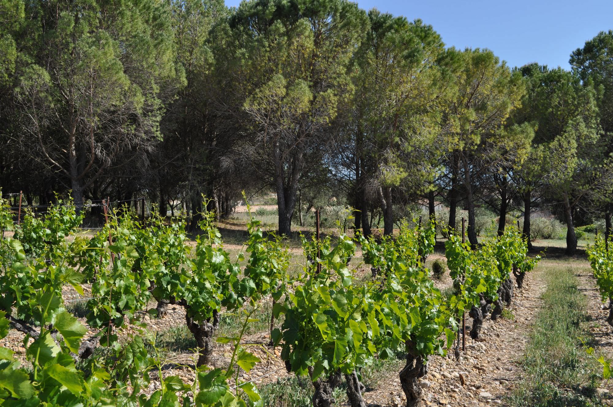 Vignes et pins Vidourle Camargue