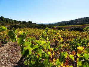 Vignes de muscats à Frontignan