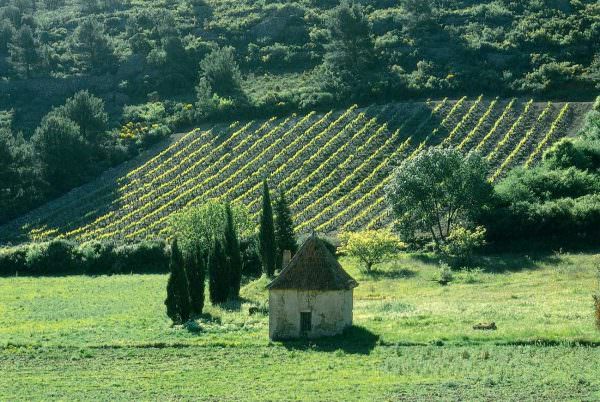 Vignes à Saint-Chinian avec un mazet