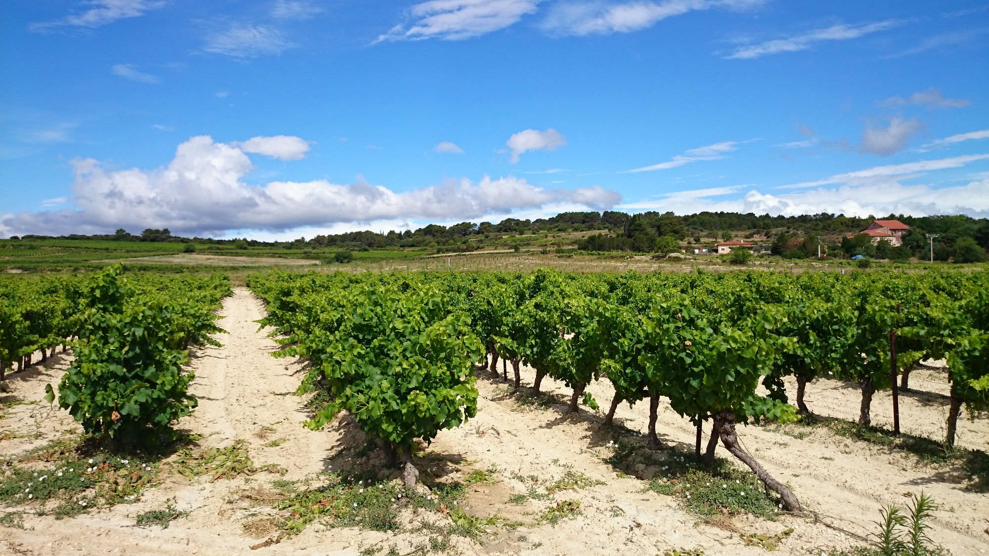 Vignobles de Capestang