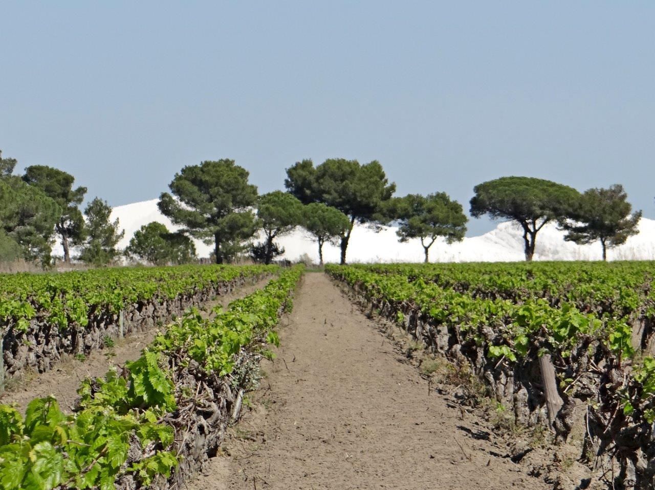 Vigne au pied des salins