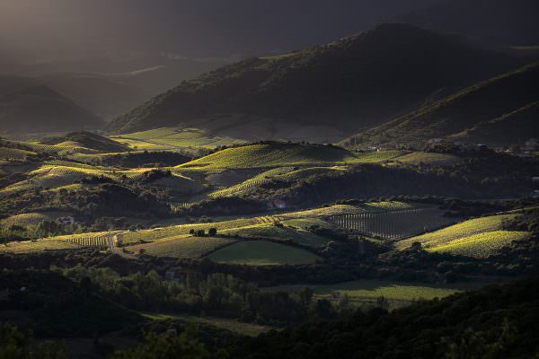 Paysage de vignobles, Minervois, Saint-Chinian, Faugères et Haut Languedoc