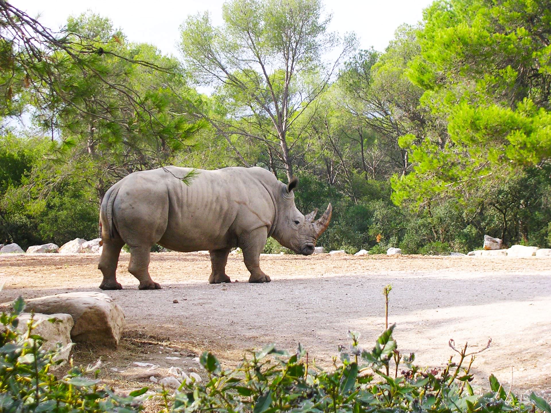 Rhinocéros au Zoo du Lunaret à Montpellier