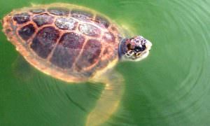 Bassin de réhabilitation des tortues marines à La Grande Motte