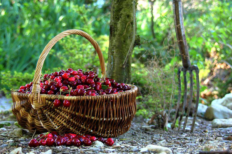 panier rempli de cerises posé au pied d'un arbre à côté d'une fourche au printemps