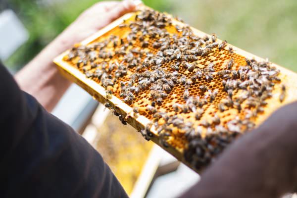 Ruche d'abeilles