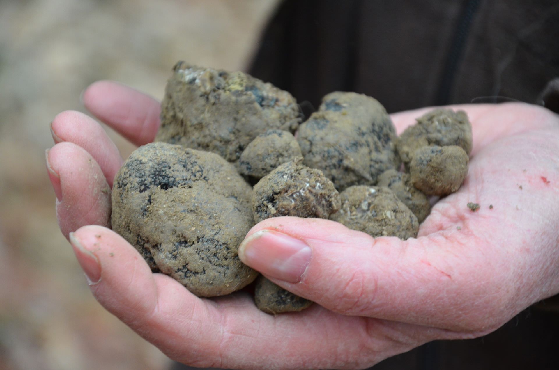 Fête de la truffe