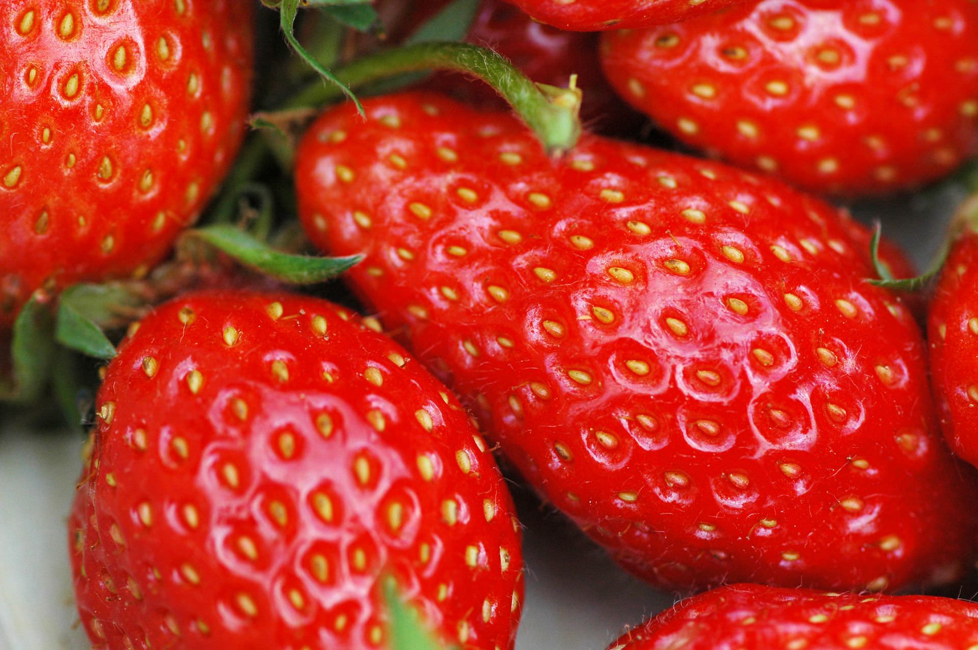 Fraises gariguettes