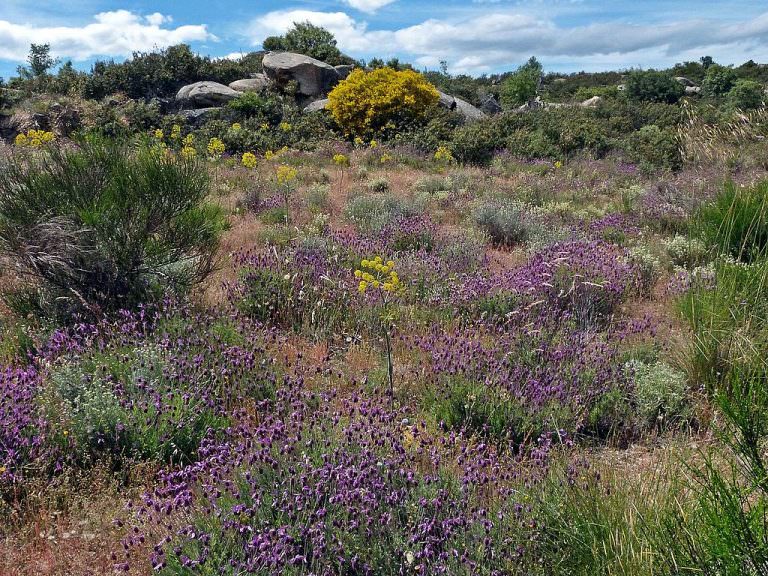 Garrigue