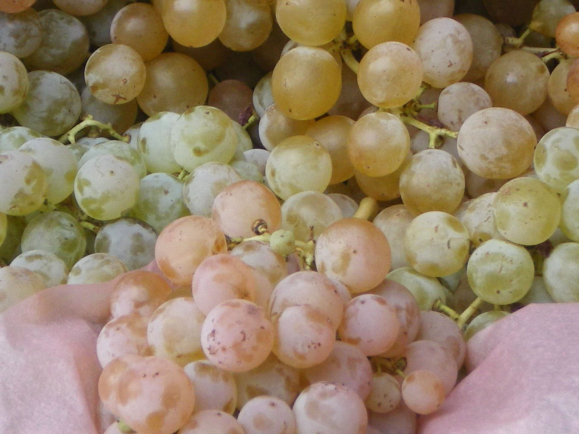 Grappes de servant, raisin de table de fin d'année