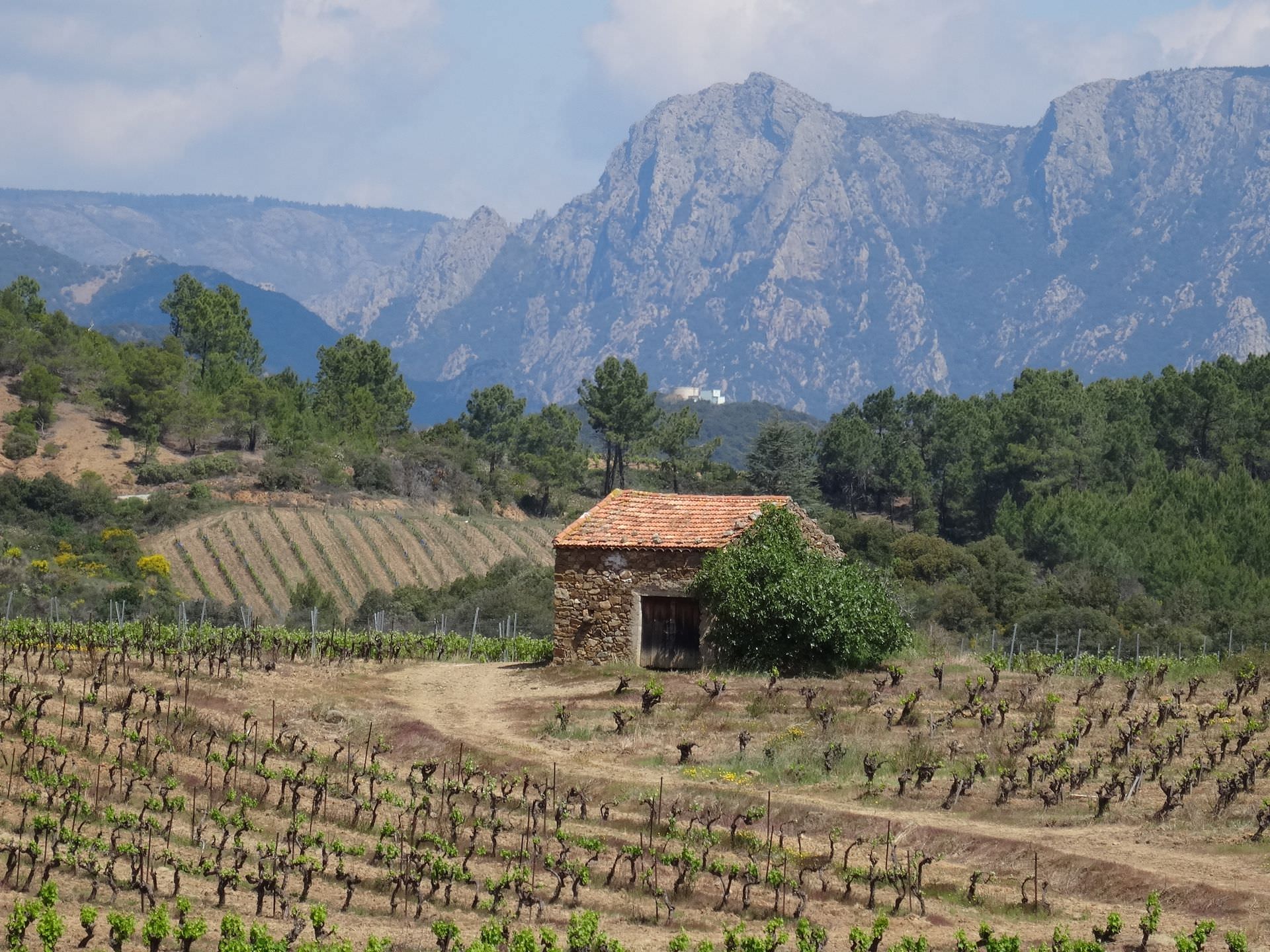 Mazet dans vignoble de Saint Chinian