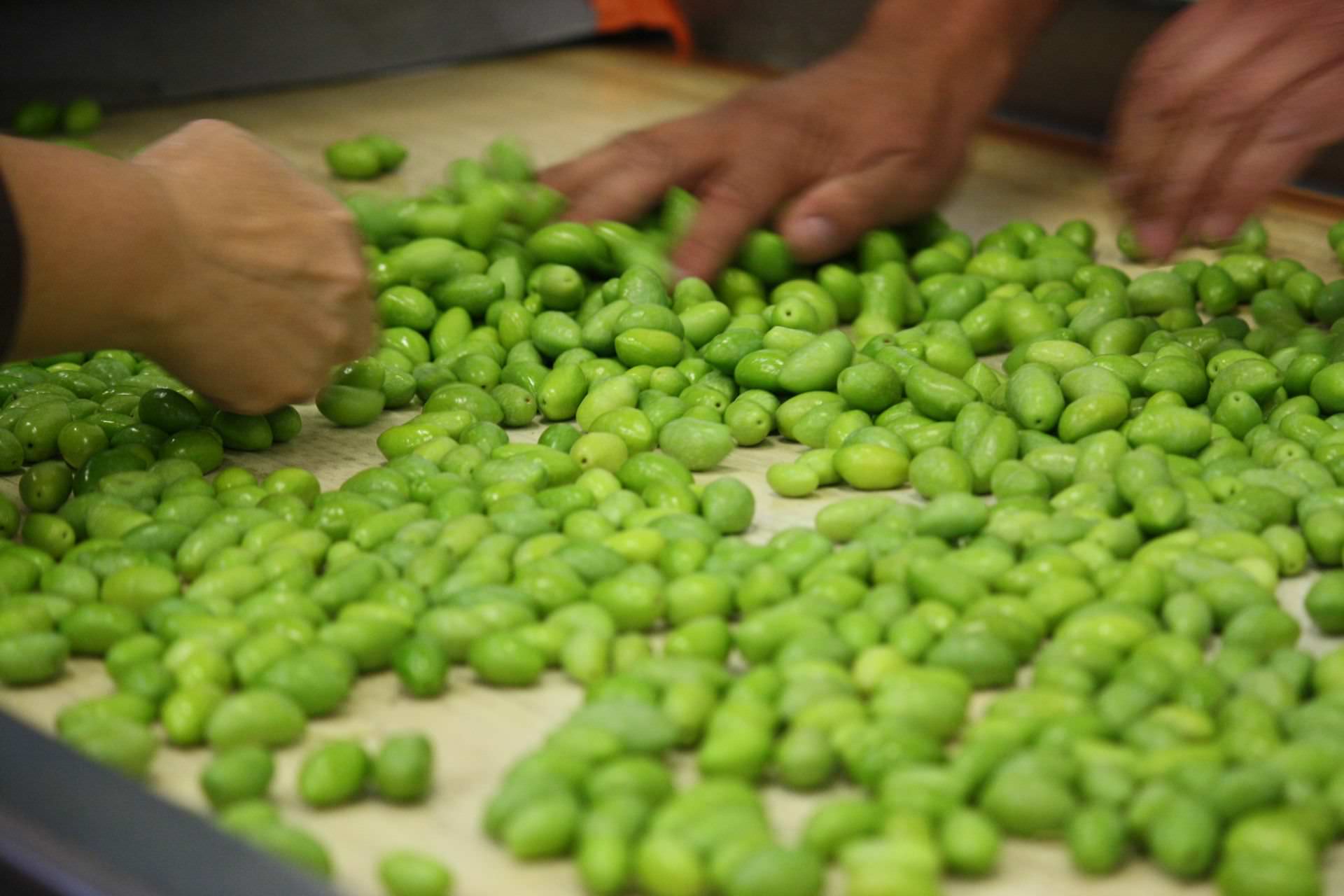 Olives Lucques