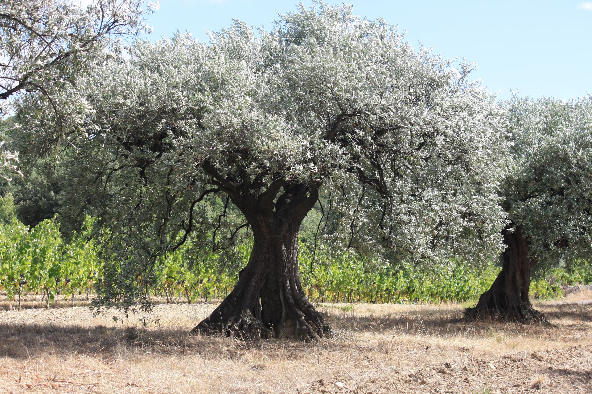 Un olivier bien garni