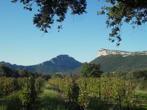 Vignes au pied du Pic St Loup et de l'Hortus