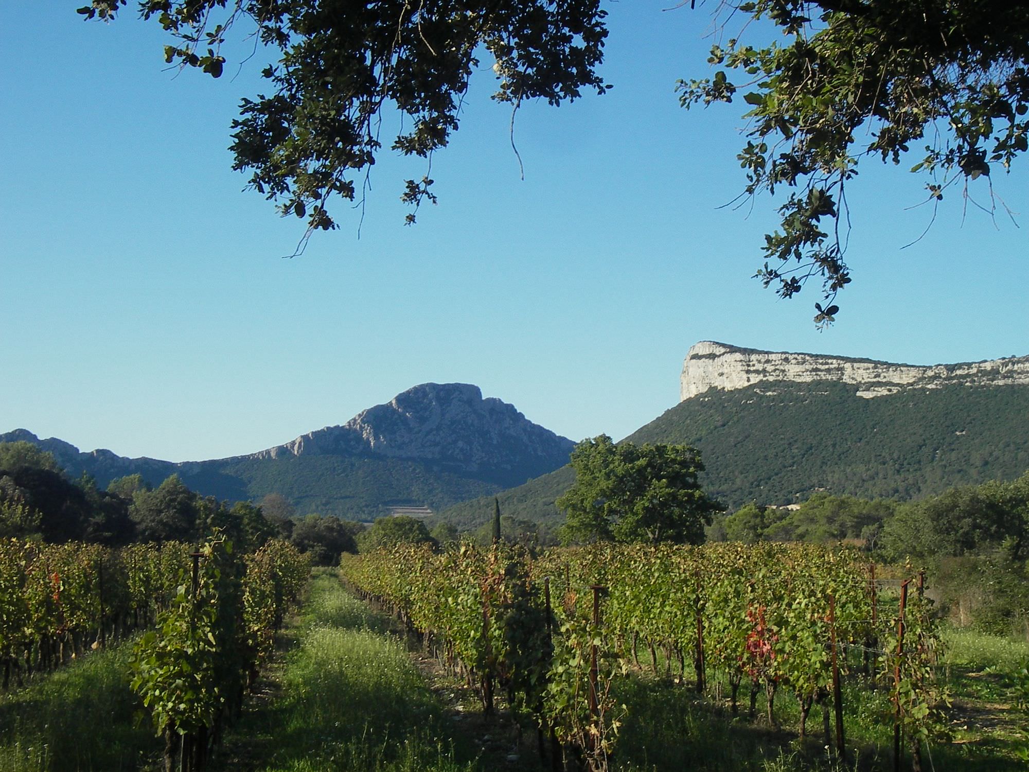 Vignes au pied du Pic St Loup et de l'Hortus