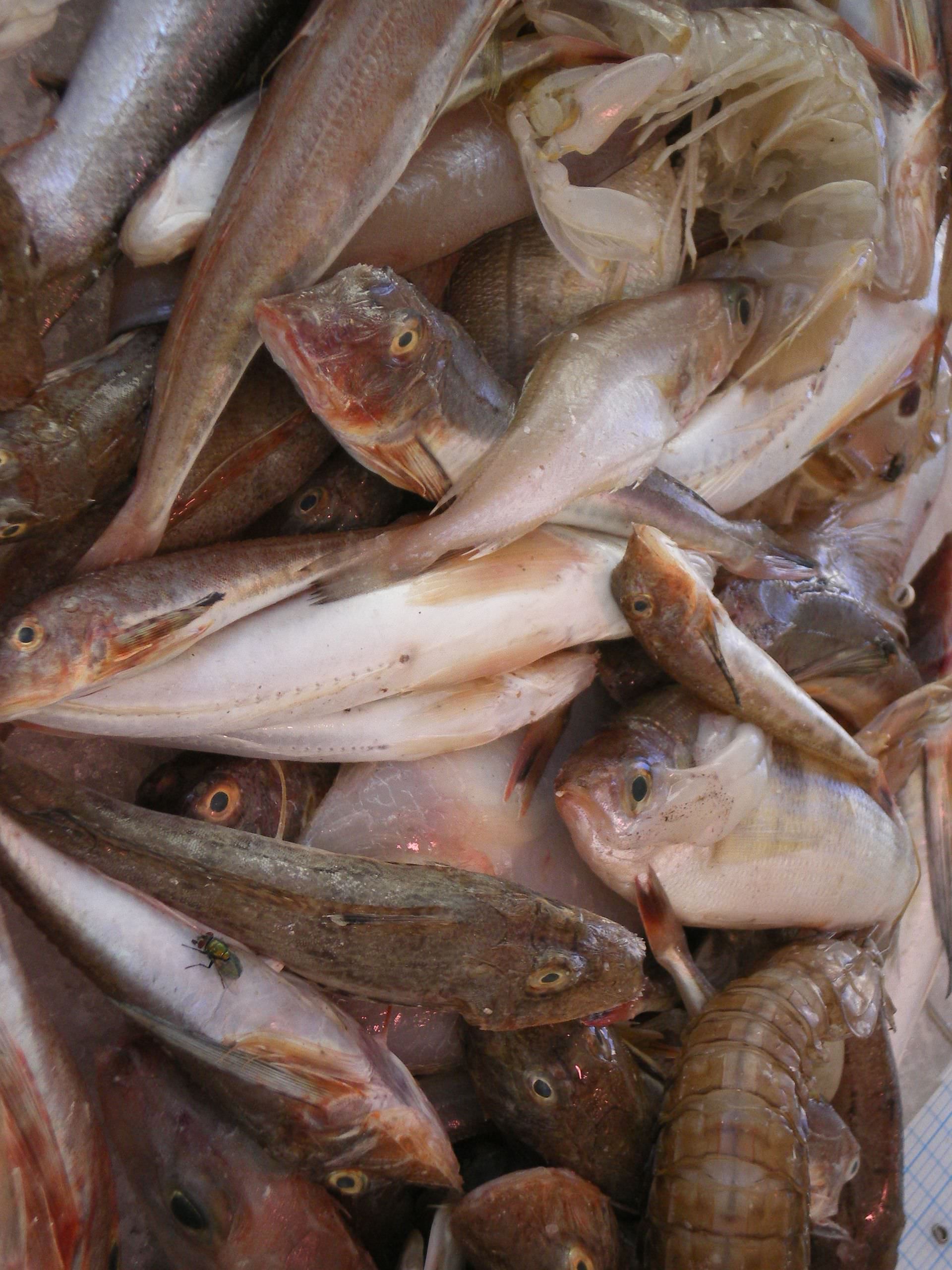 Poissons © Mathilde Bavoillot Poissons