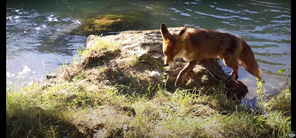 Vies à Vies, la webserie nature: renard au bor de l'hérault