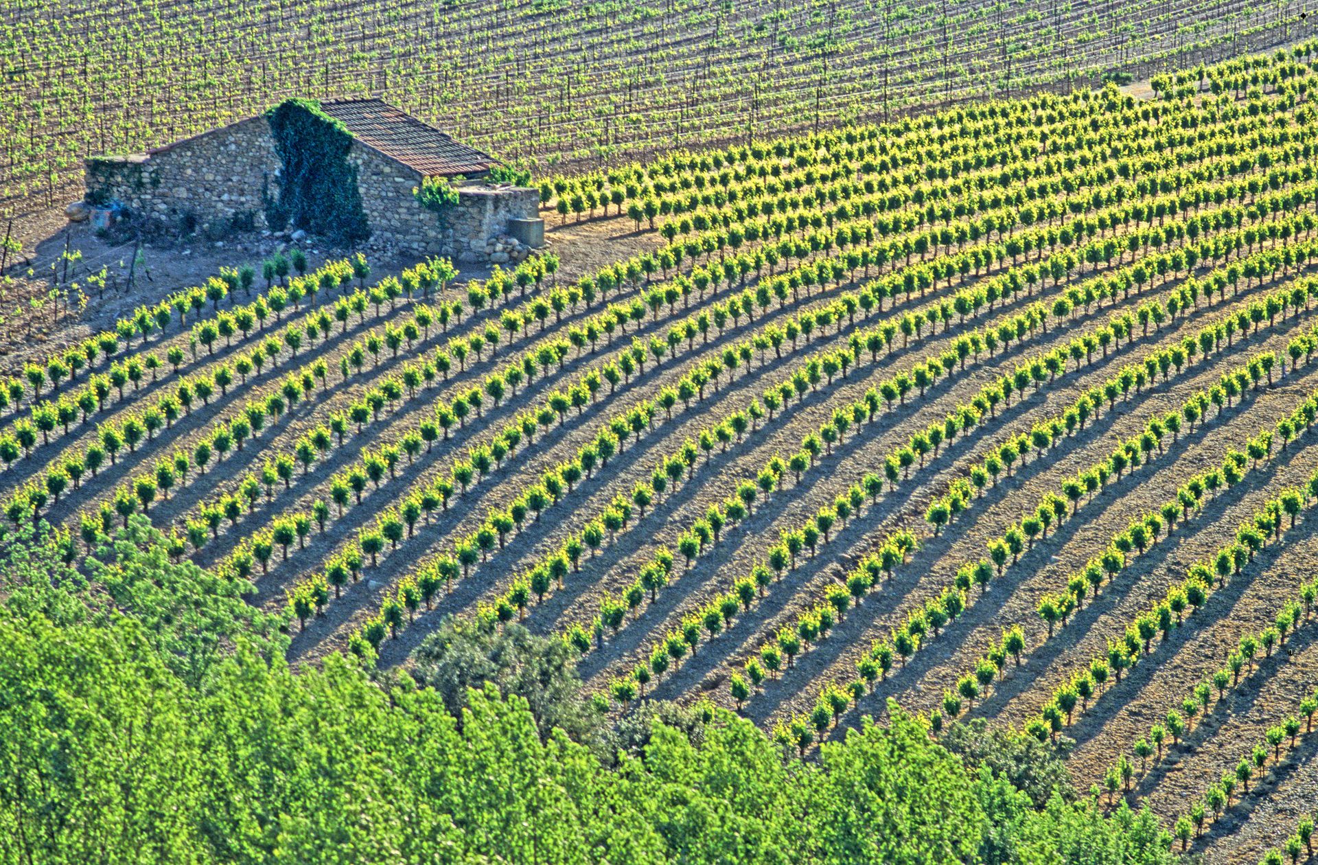 Champs de vignes bien rangées avec mazet dans le vignoble de St Chinian