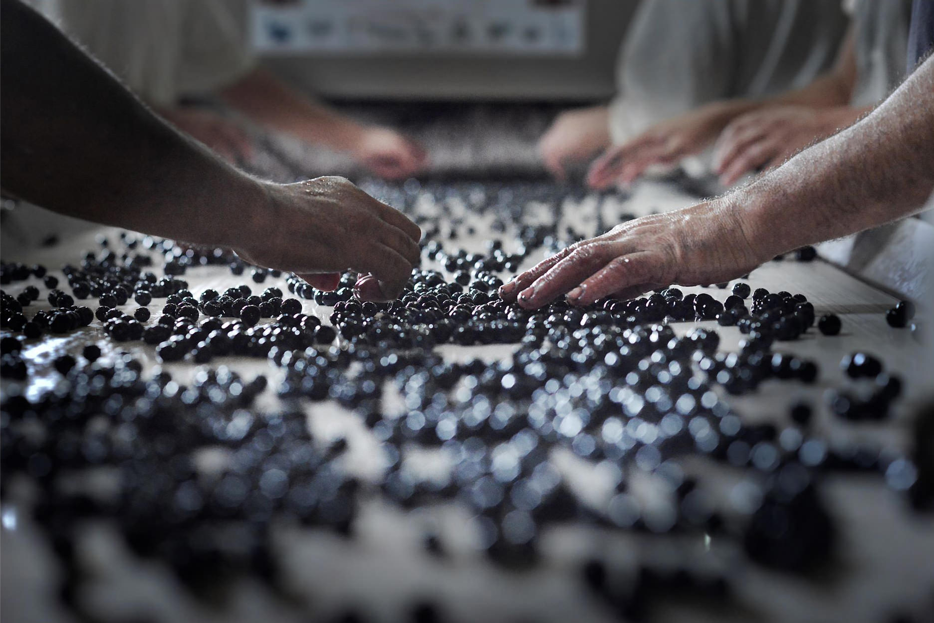 Mains triant les grains de raisins