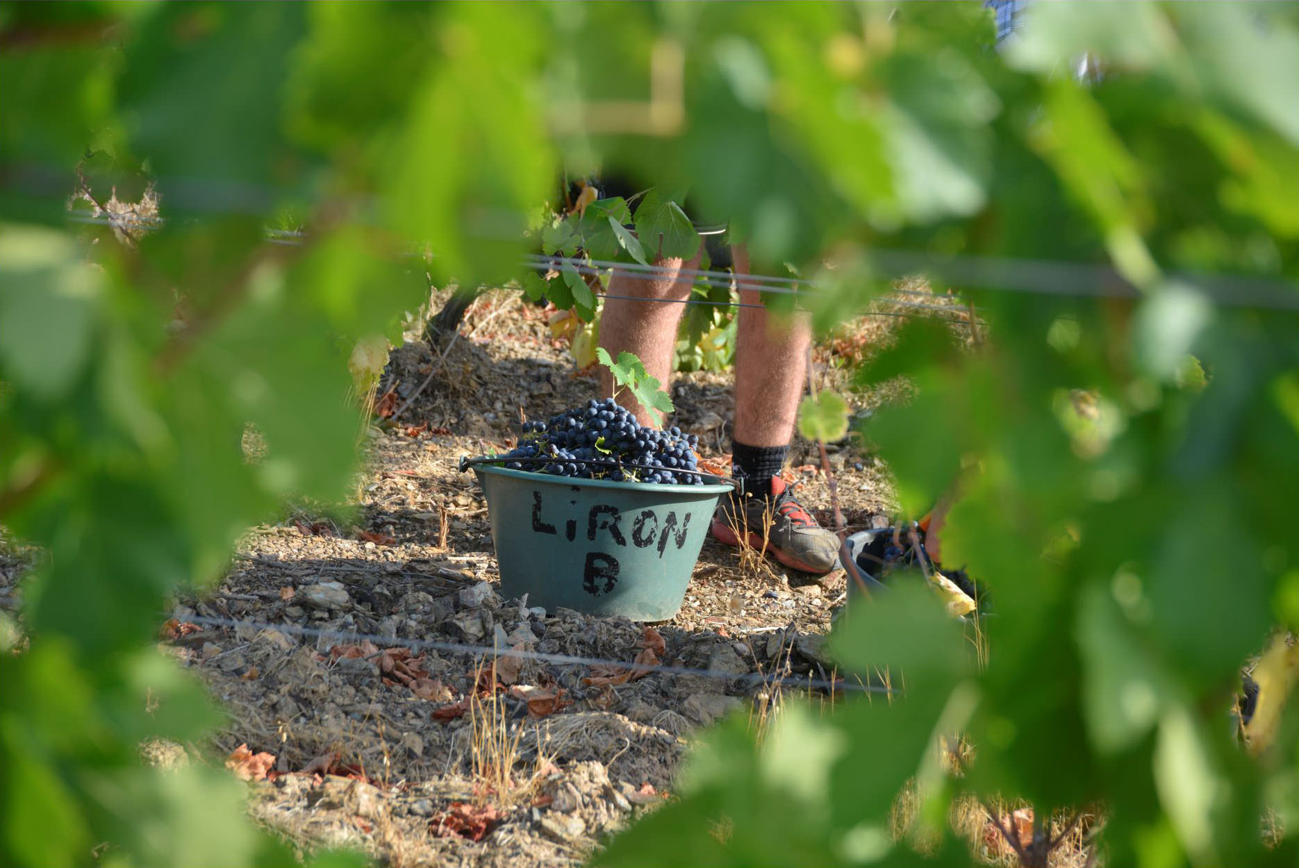 Saut rempli de grappes de raisin aux pieds d'un vendangeur au milieu des vignes