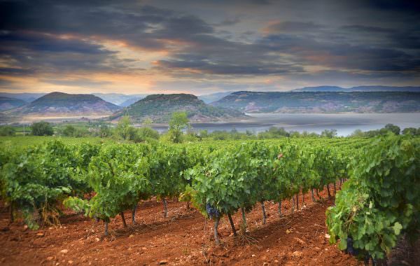 Vignes Lac du Salagou