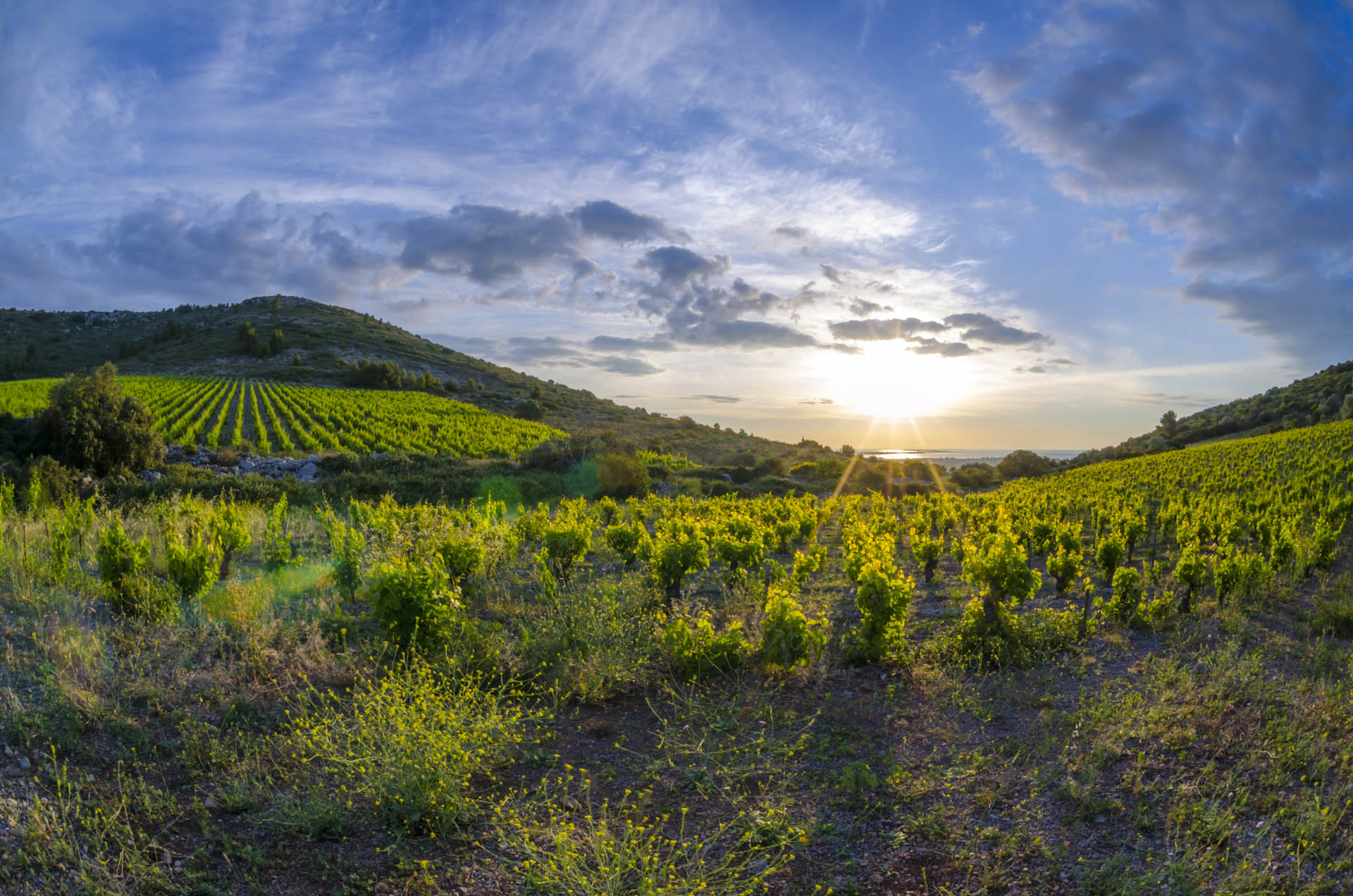 Vignoble sur la gardiole