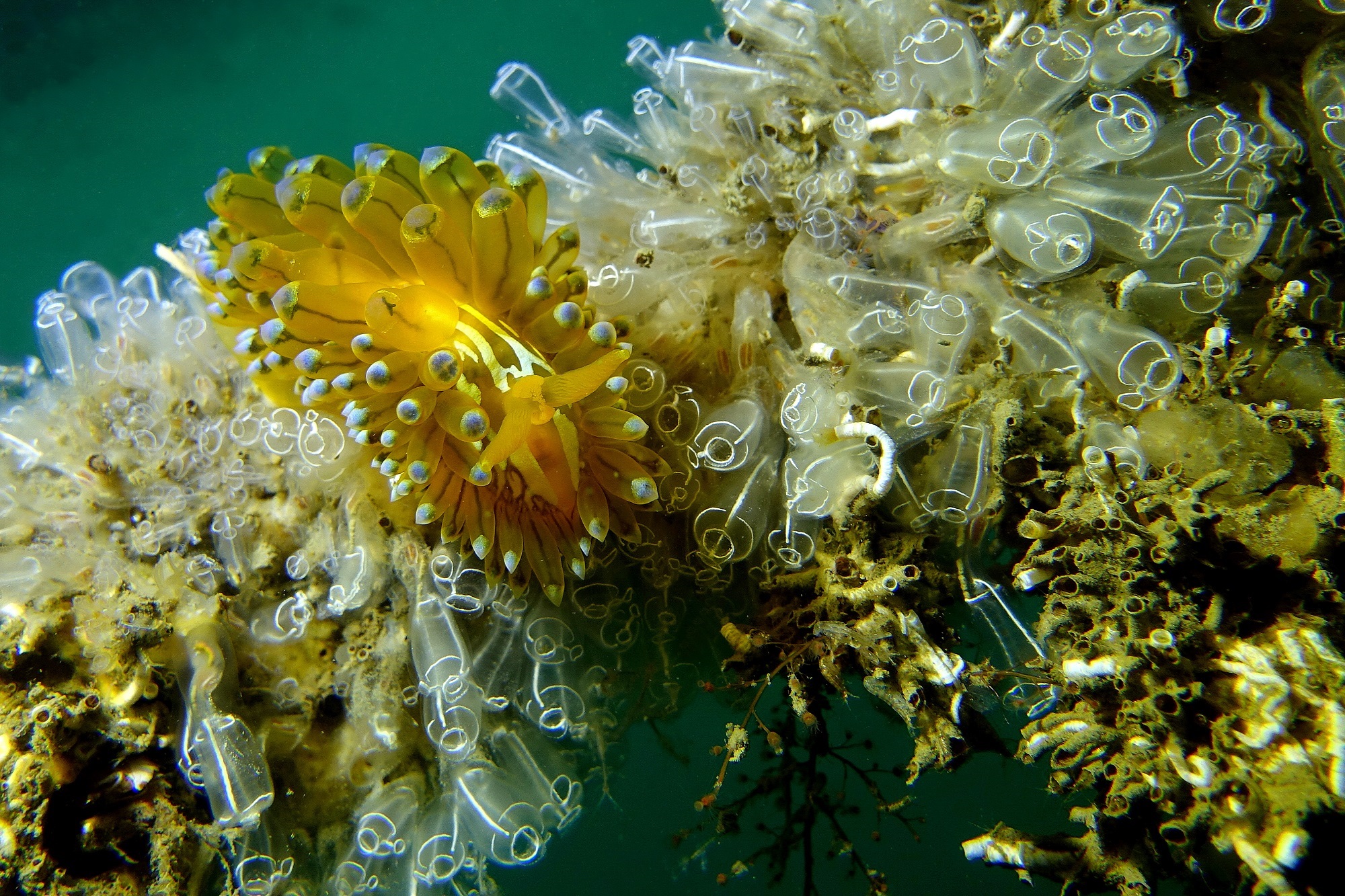 Antiopelle, limace de mer de la lagune de Thau