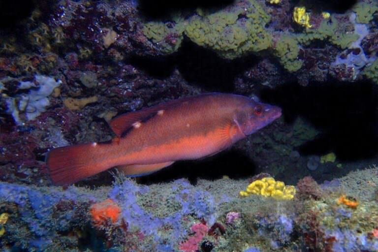 Coquette femelle, un poisson visible dans l'Hérault