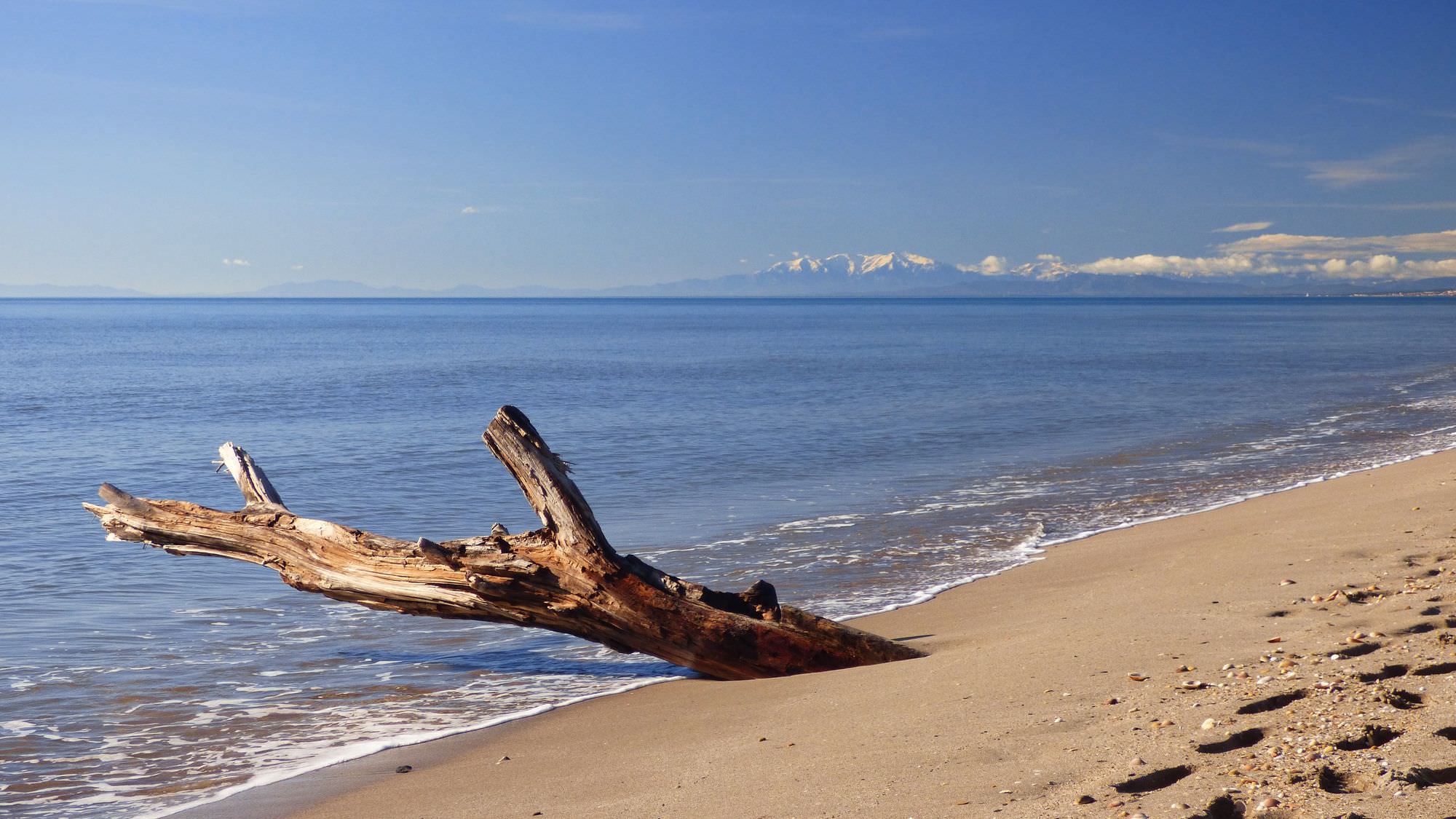 La plage de Portiragnes, en hiver. Bois flotté et Pyrénées enneigées.