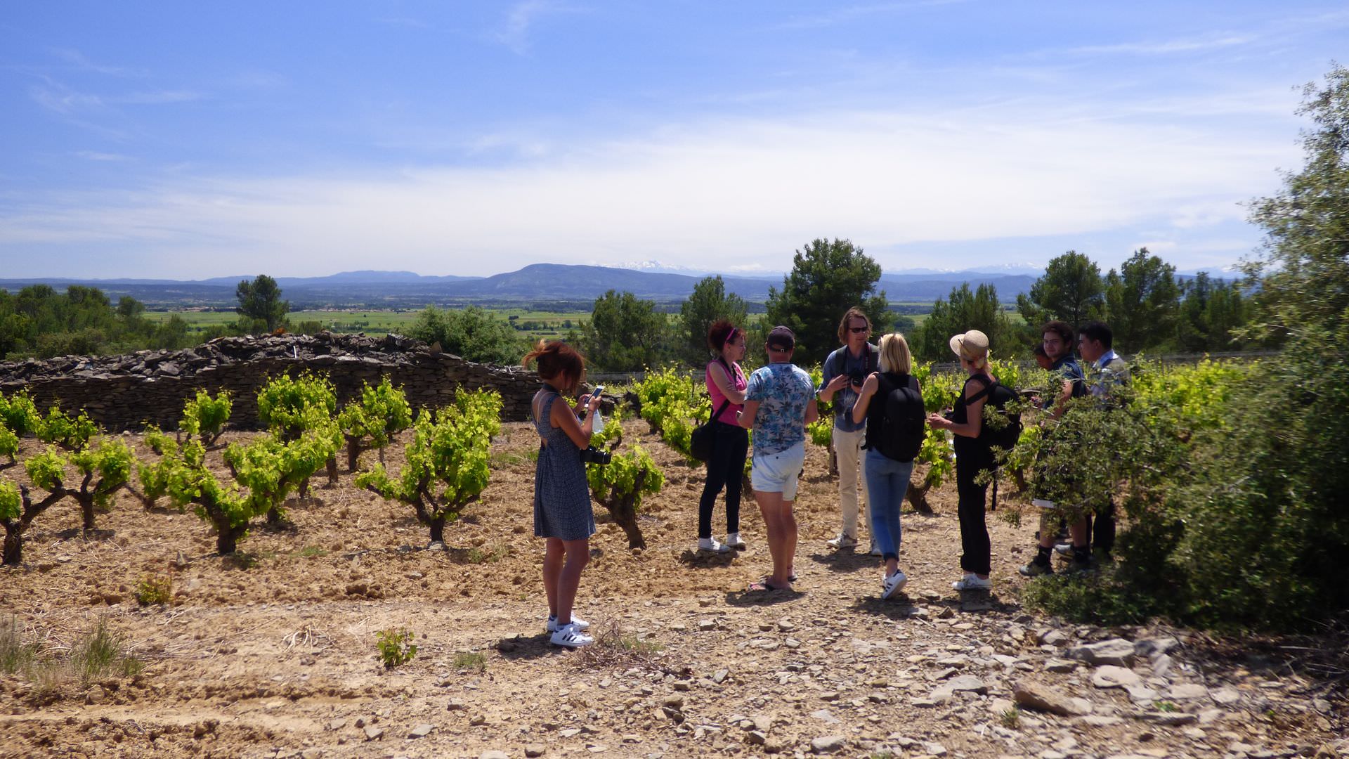 Dans les vignobles du Minervois