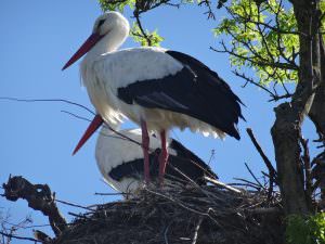 2 cigognes sur le bord de leur nid à la maison de la nature