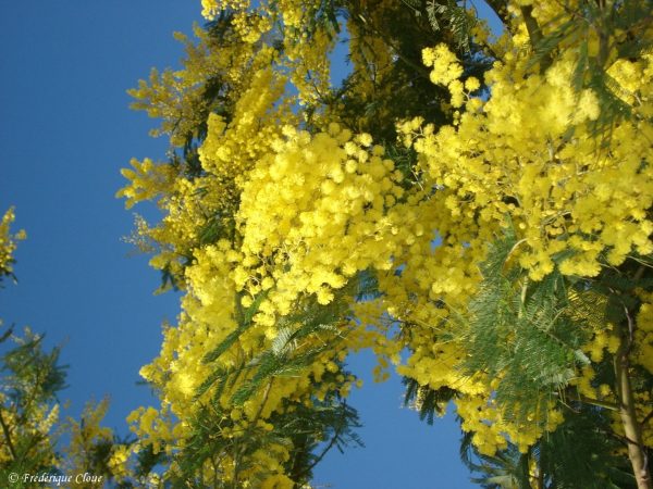 Mimosa de Roquebrun dans la vallée de l'Orb