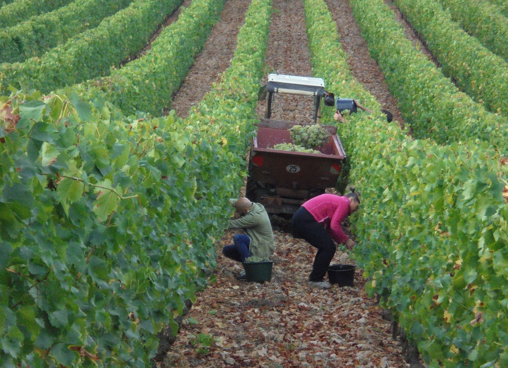 Vendanges en septembre dans les vignes du Languedoc entre amis