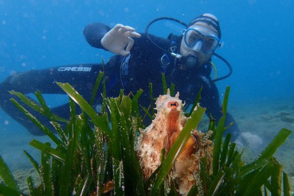 Plongée sous-marine dans la mer Méditerranée