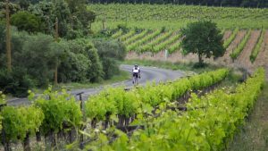 Un cycliste roule le long de vignobles en Pic Saint Loup