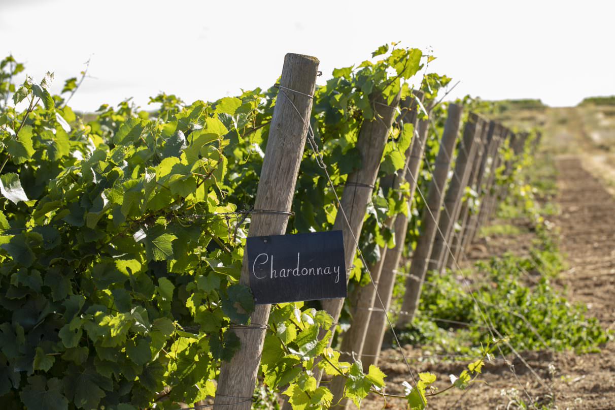 © Domaine Saint André Vignes du Domaine Saint André à Mèze