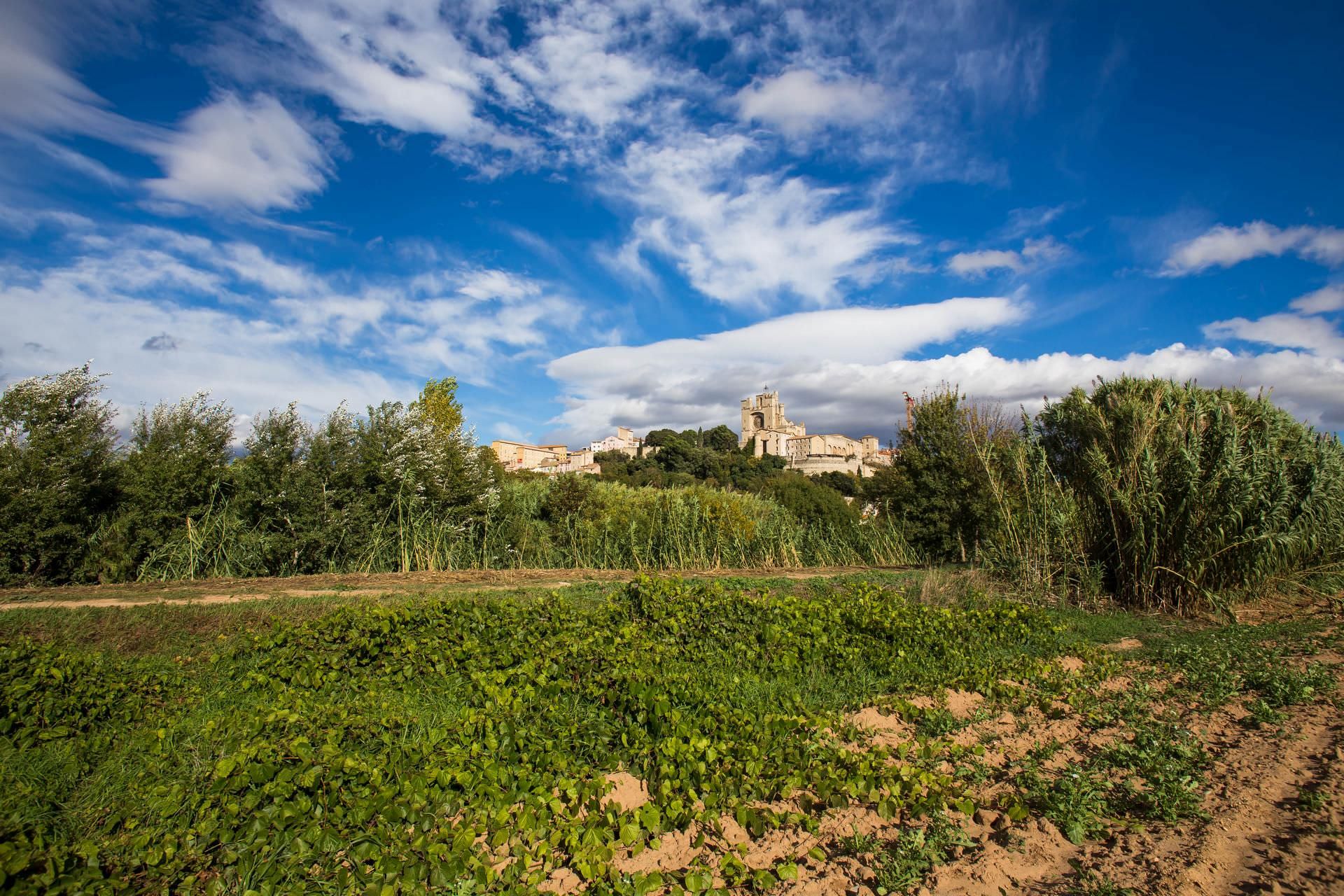 Vue sur la cathédrale Saint Nazaire depuis Lo Camin Romieu à Béziers