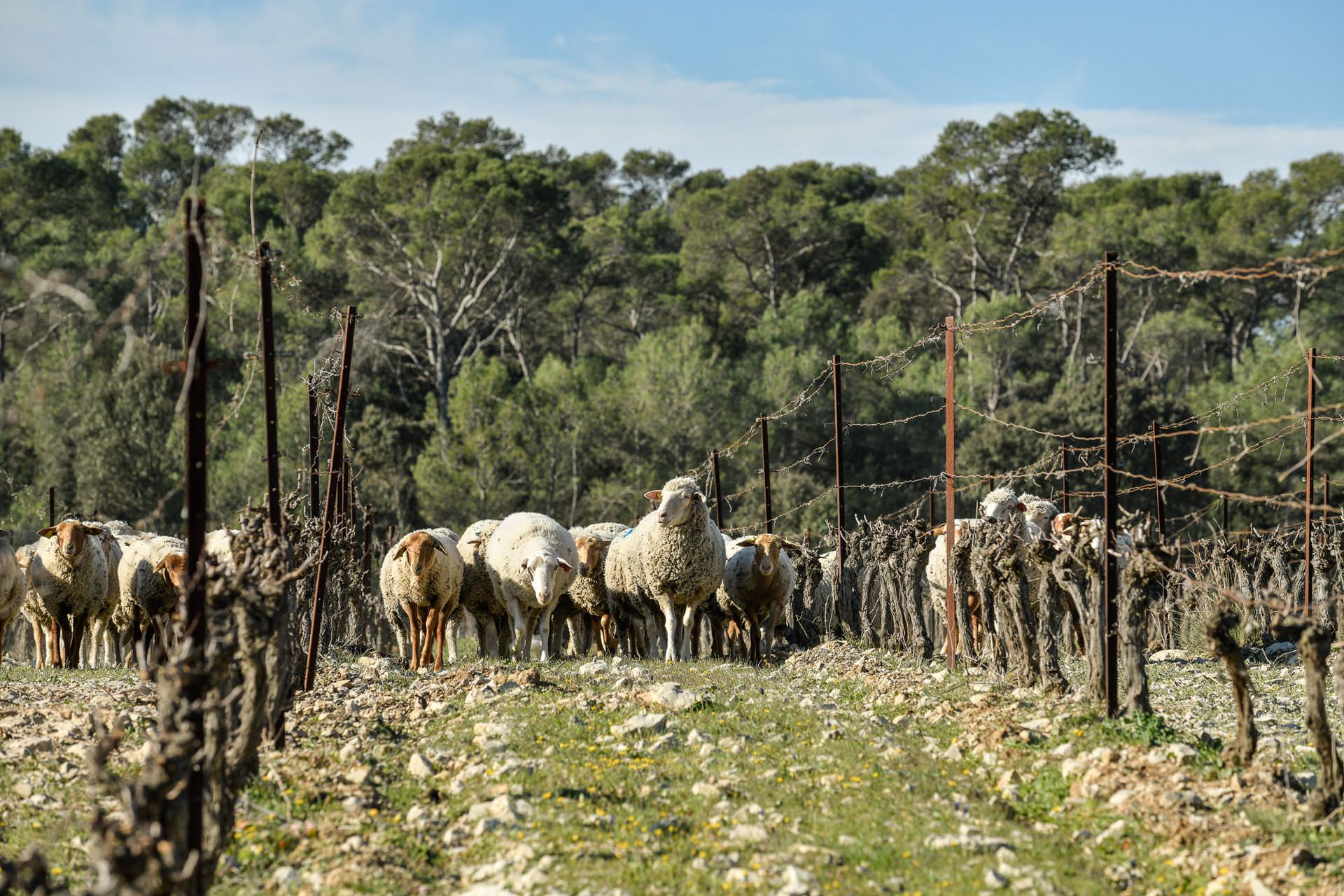 Un troupeau de moutons dans les vignes sur le causse de l'Hortus