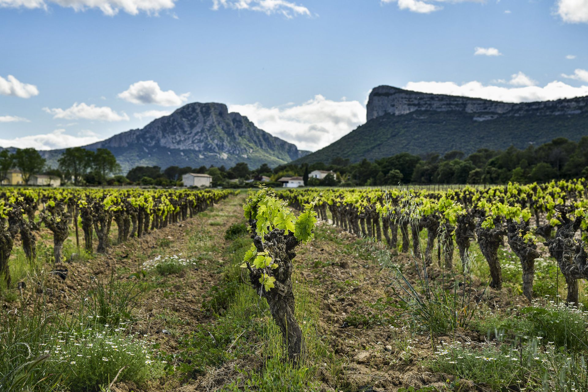 Vue sur les vignes, le Pic Saint-Loup et l'Hortus