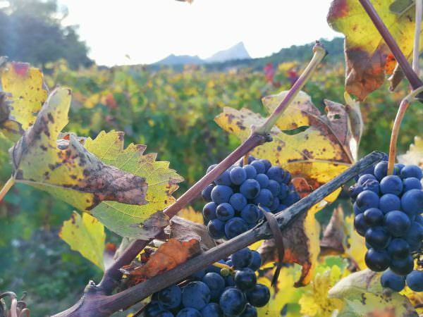 Vue sur des grappes de raisin avec le Pic Saint-Loup en fond