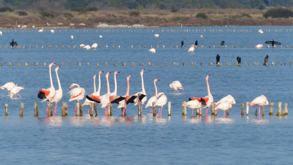 Regroupement de flamants roses avec la tête haute