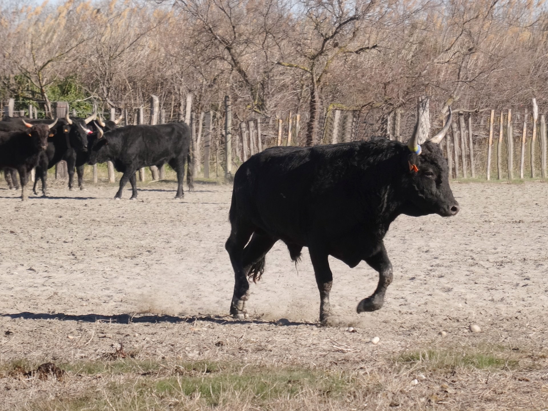 Taureaux dans les près en Camargue