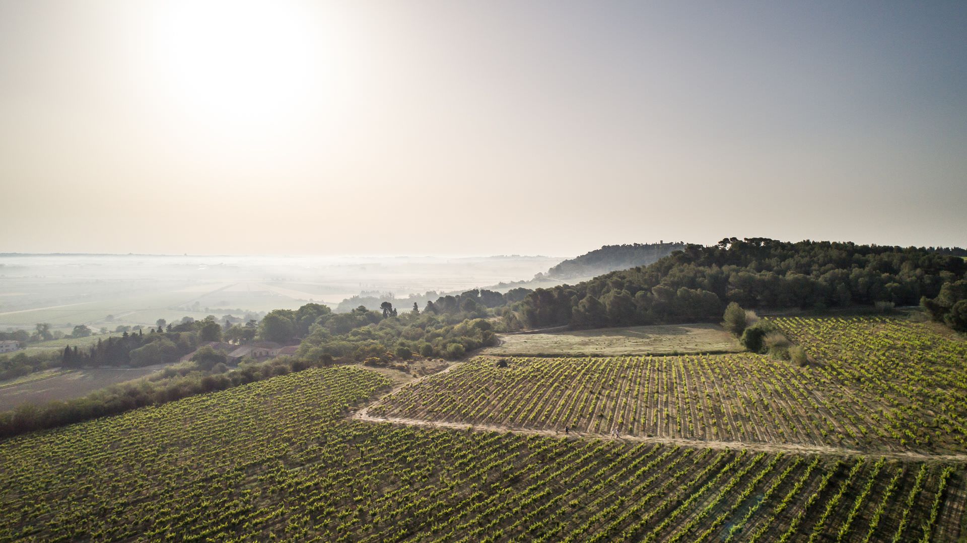 Dans le vignoble du Domaine de Soustres © Olivier Octobre Groupe en visite dans le vignoble du Domaine de Soustres à Montady près du Canal du Midi