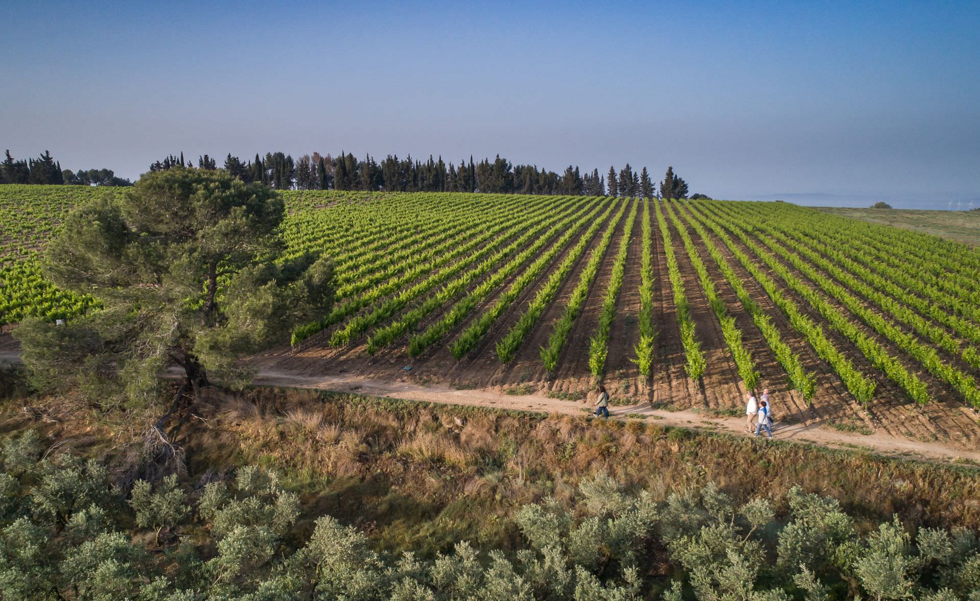 Groupe en visite dans le vignoble du Domaine de Soustres à Montady près du Canal du Midi